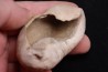 bulla tympani de baleine  mio-pliocene  Floride - USA