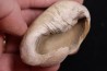 whale earbone  mio-pliocene  Florida - USA
