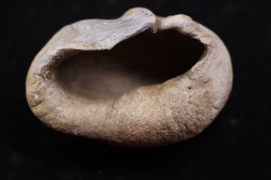 bulla tympani de baleine  mio-pliocene  Floride - USA