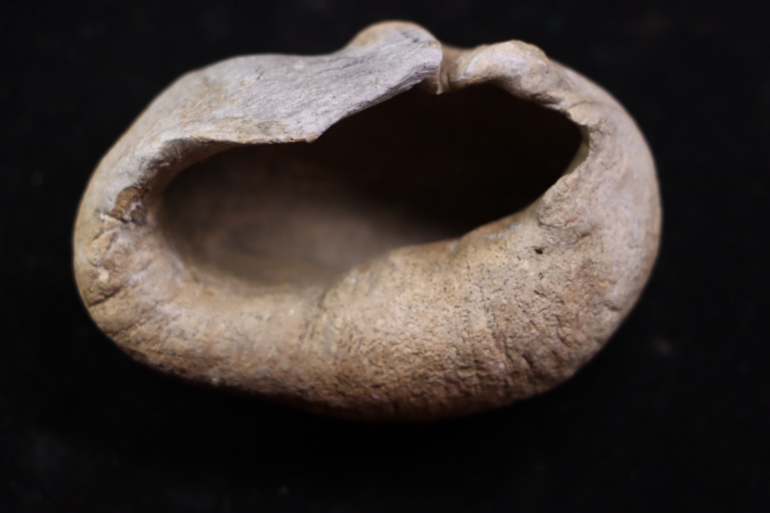bulla tympani de baleine  mio-pliocene  Floride - USA