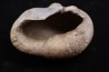 bulla tympani de baleine mio-pliocene Floride - USA