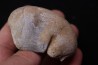 whale earbone  mio-pliocene  Florida - USA