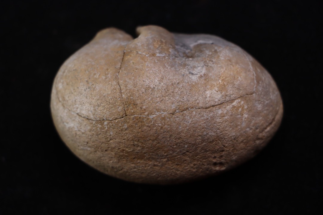 whale earbone  mio-pliocene  Florida - USA