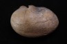 whale earbone  mio-pliocene  Florida - USA