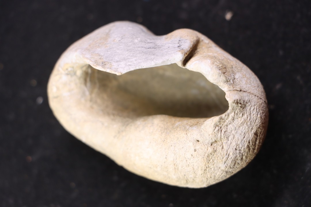 bulla tympani de baleine  mio-pliocene  Floride - USA