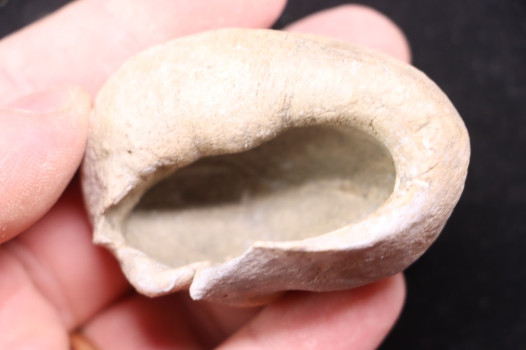 whale earbone  mio-pliocene  Florida - USA