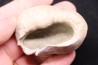whale earbone  mio-pliocene  Florida - USA