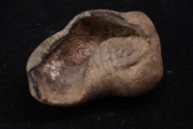 whale earbone  mio-pliocene  Florida - USA