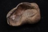 whale earbone  mio-pliocene  Florida - USA