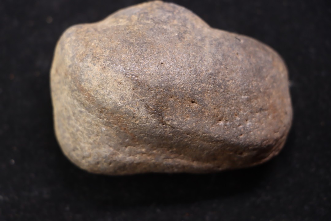whale earbone  mio-pliocene  Florida - USA