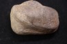 whale earbone  mio-pliocene  Florida - USA
