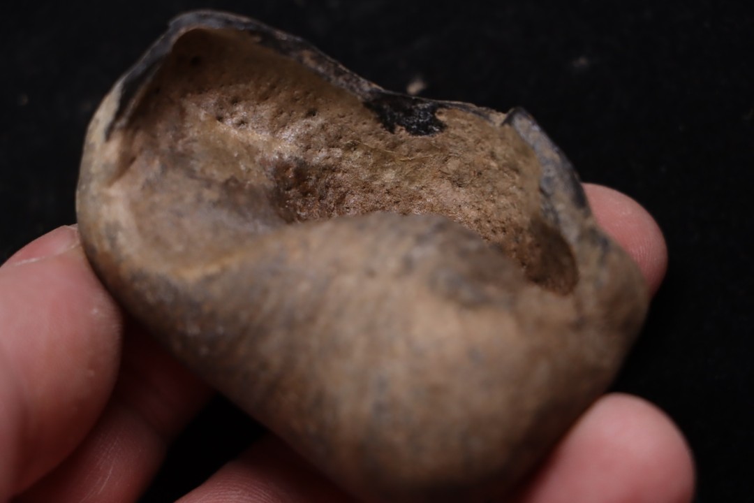 whale earbone  mio-pliocene  Florida - USA