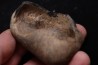 whale earbone  mio-pliocene  Florida - USA