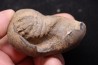 whale earbone  mio-pliocene  Florida - USA