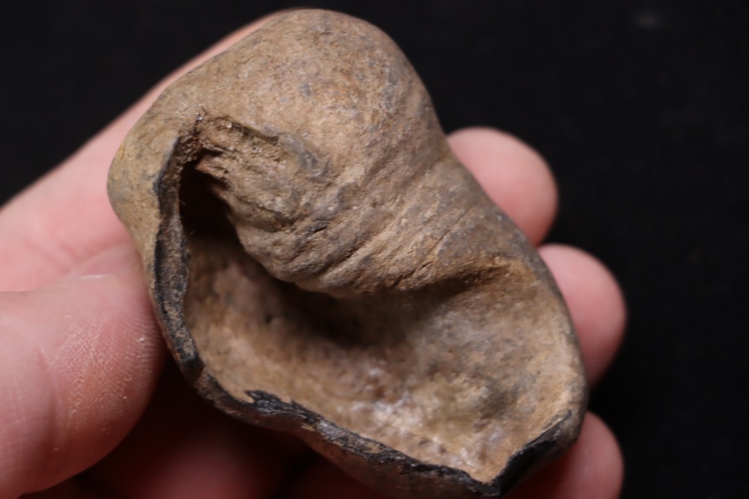 bulla tympani de baleine  mio-pliocene  Floride - USA