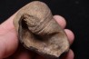 whale earbone  mio-pliocene  Florida - USA
