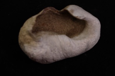 bulla tympani de baleine  mio-pliocene  Floride - USA