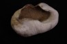 bulla tympani de baleine mio-pliocene Floride - USA