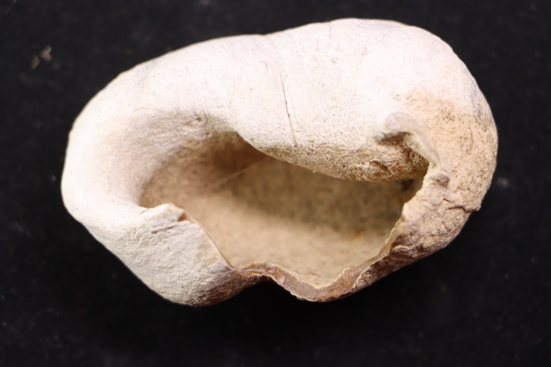 whale earbone  mio-pliocene  Florida - USA
