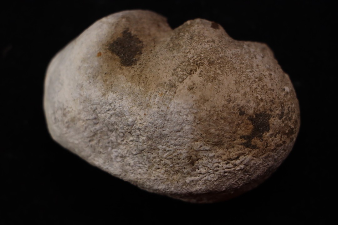 whale earbone  mio-pliocene  Florida - USA