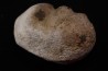 whale earbone  mio-pliocene  Florida - USA
