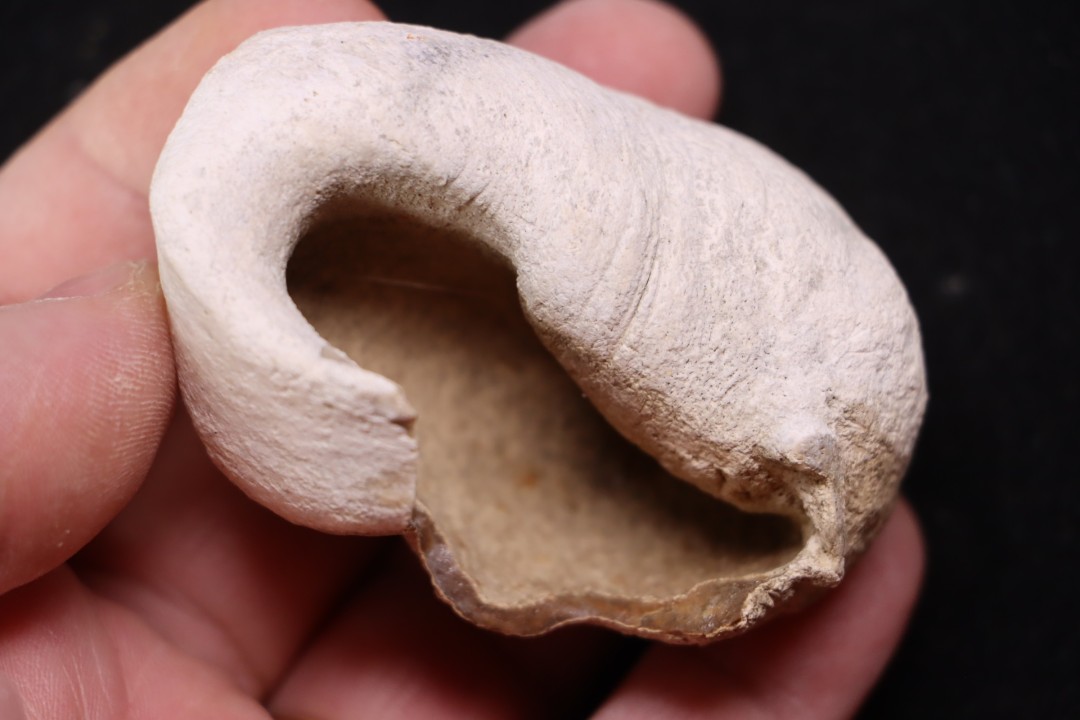 bulla tympani de baleine  mio-pliocene  Floride - USA