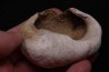 whale earbone  mio-pliocene  Florida - USA