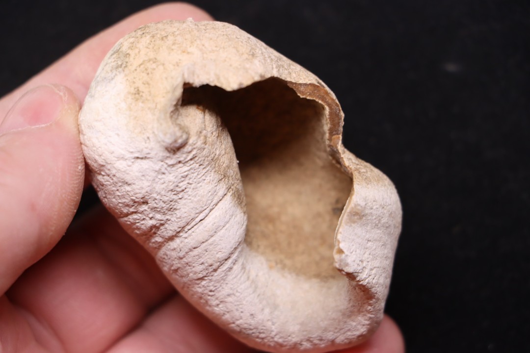whale earbone  mio-pliocene  Florida - USA