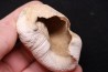 whale earbone  mio-pliocene  Florida - USA