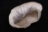 whale earbone  mio-pliocene  Florida - USA