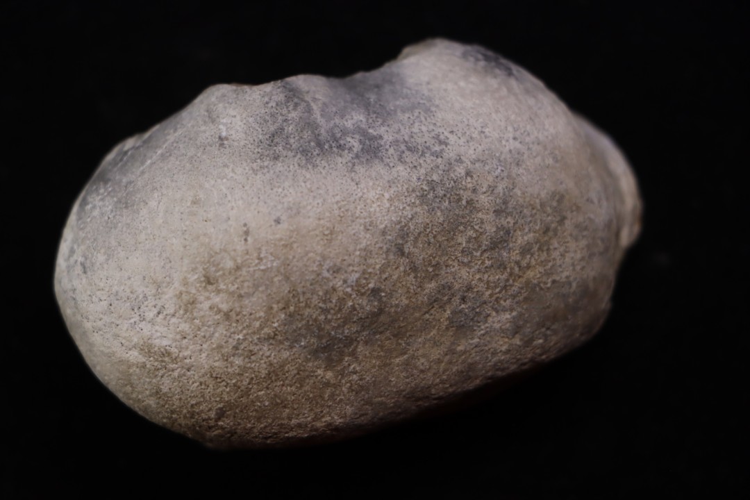 whale earbone  mio-pliocene  Florida - USA