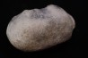 bulla tympani de baleine mio-pliocene Floride - USA