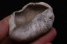 whale earbone  mio-pliocene  Florida - USA