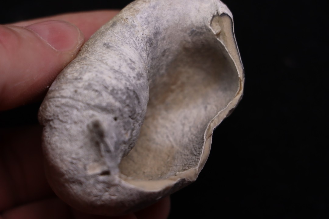 whale earbone  mio-pliocene  Florida - USA