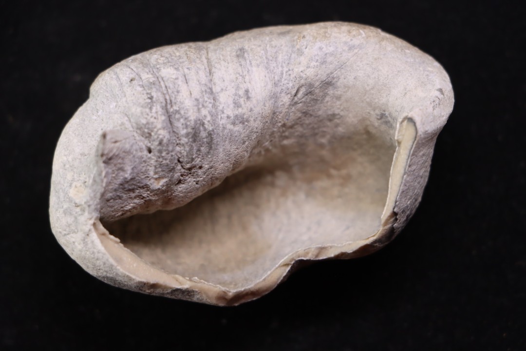 whale earbone  mio-pliocene  Florida - USA
