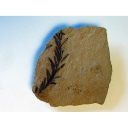 METASEQUOIA (10)