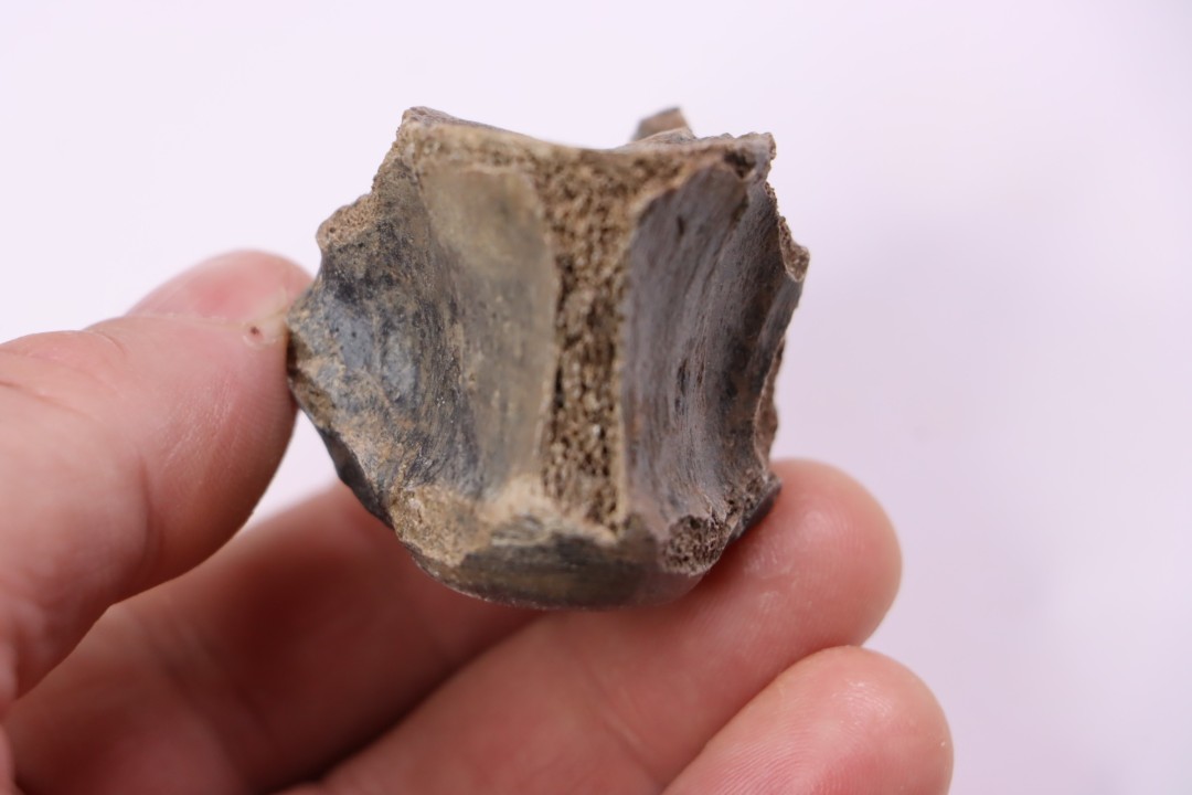 Vertèbre de crocodile   Alligator mississippiensis   Pléistocène   North Florida, USA