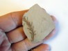 METASEQUOIA (10)
