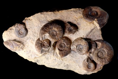 Pleydellia subcompta  (Branco)  Toarcien sup  Brionnais, Saone et Loire, France