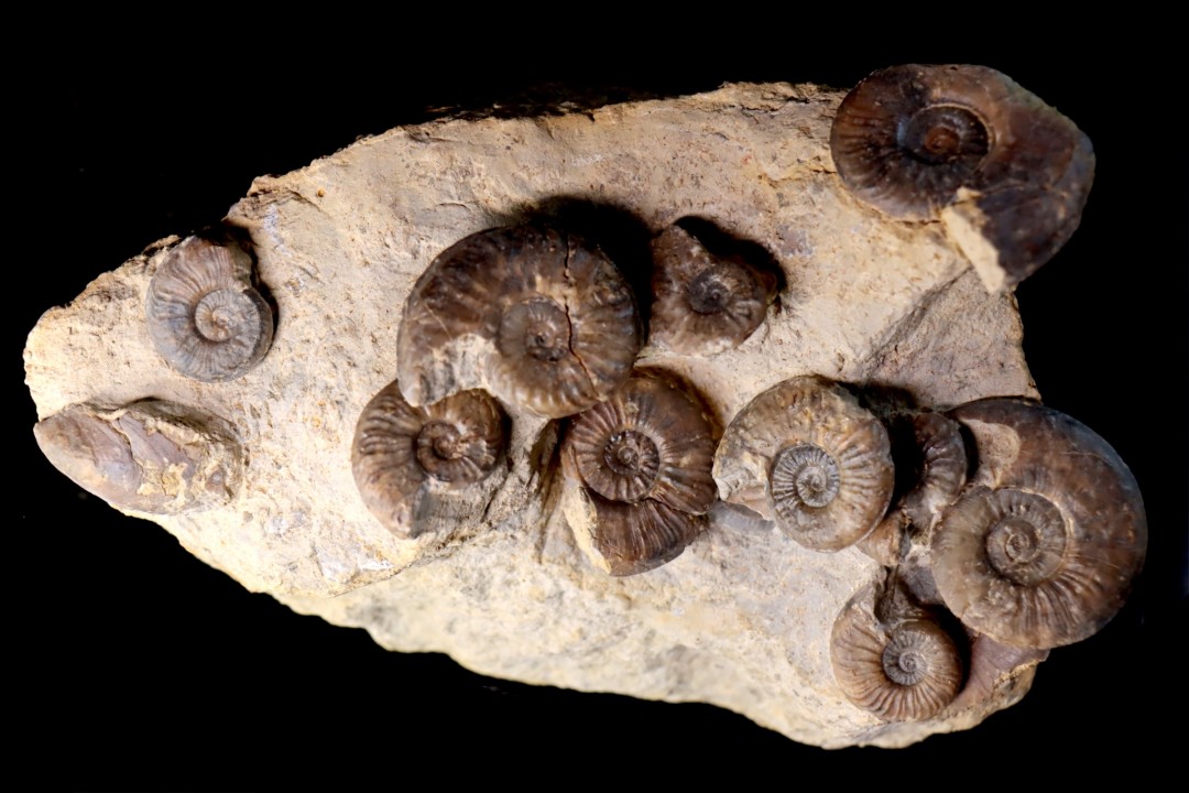 Pleydellia subcompta  (Branco)  Toarcien sup  Brionnais, Saone et Loire, France