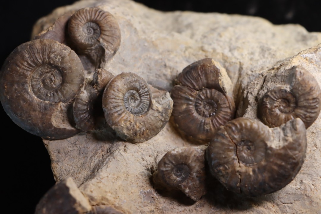 Pleydellia subcompta  (Branco)  Toarcien sup  Brionnais, Saone et Loire, France