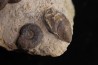 Pleydellia subcompta  (Branco)  Toarcien sup  Brionnais, Saone et Loire, France