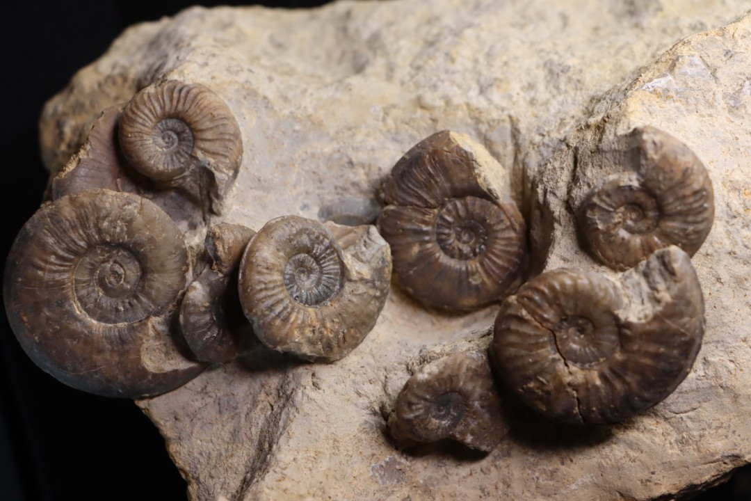 Pleydellia subcompta  (Branco)  Toarcien sup  Brionnais, Saone et Loire, France