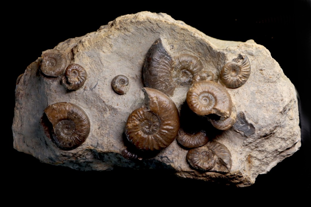 Pleydellia subcompta  (Branco)  Toarcien sup  Brionnais, Saone et Loire, France