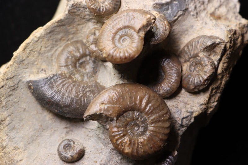 Pleydellia subcompta (Branco) Toarcien sup Brionnais, Saone et Loire, France