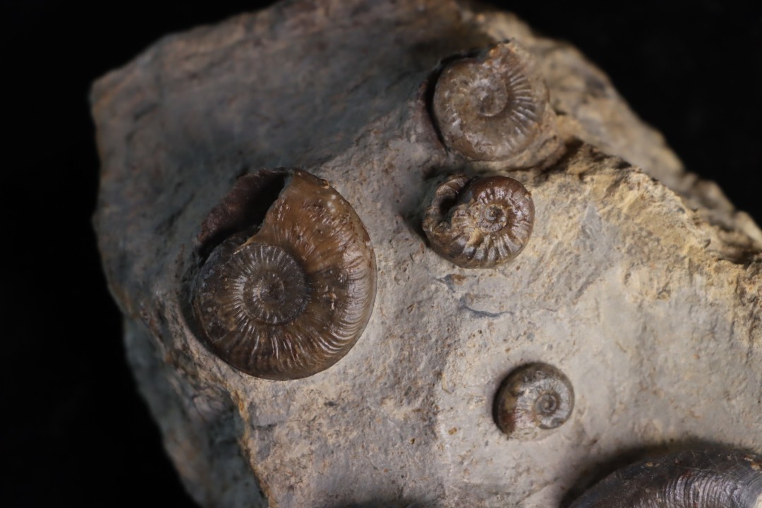 Pleydellia subcompta  (Branco)  Toarcien sup  Brionnais, Saone et Loire, France