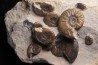 Pleydellia subcompta (Branco) Toarcien sup Brionnais, Saone et Loire, France