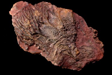 Scyphocrinites elegans - Silurien - Erfoud, Maroc