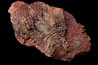 Scyphocrinites elegans - silurian - Erfoud, Morocco