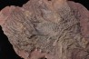 Scyphocrinites elegans - Silurien - Erfoud, Maroc